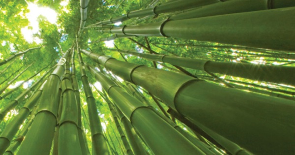 Bamboo-forest
